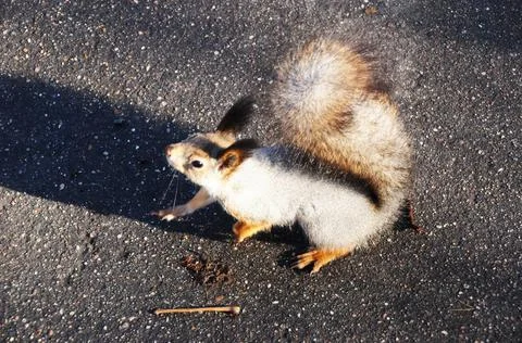 Little squirrel on the pavement. The squirrel is looking for food. Stock Photos