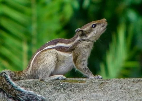 The little squirrel Stock Photos