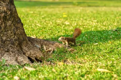 Little squirrel Stock Photos