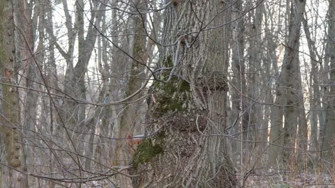 Little Squirrel Plays Hide and Seek Behind a Tree in the Autumn Forest Stock Footage 264838749