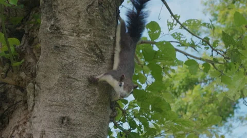 Little squirrel running on green tree Stock Footage 250135607