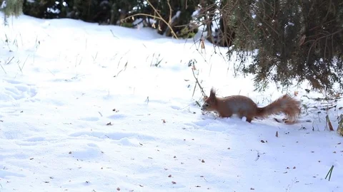 Little squirrel running on snow in winter forest Stock Footage 70398191