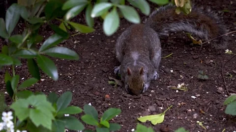 Little squirrel searches for food. Stock Footage 276607222