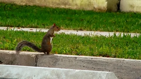 Little squirrel sitting on curb Stock-Footage 45530329