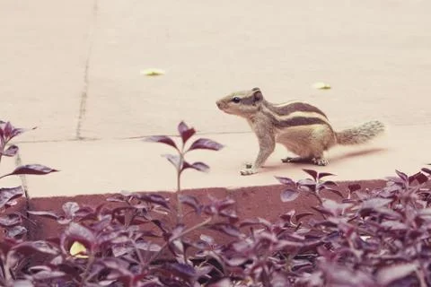 Little squirrel sitting next to flowers Stock Photos