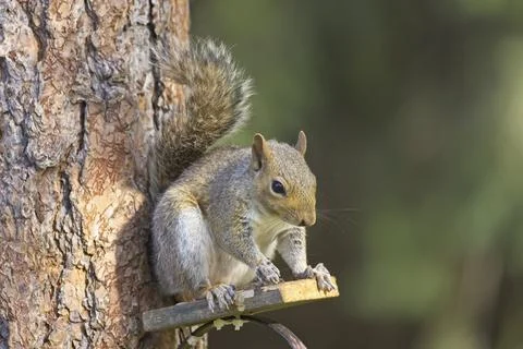 Little squirrel sitting on a small platform. Stock Photos