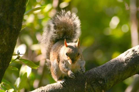 Little squirrel on a tree Stock Photos