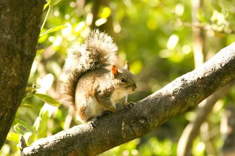 Little squirrel on a tree Stock Photos
