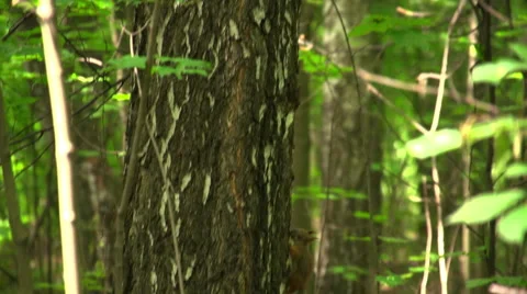 Little squirrels playing on a tree trunk Vidéo 54899812