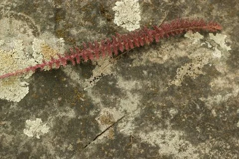 Little stem on a moss stone Stock Photos