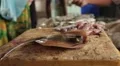 Little stingray and fish for sale in Sri Lanka HD Footage