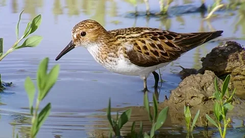 Little stint 1 Stock Footage 265105326