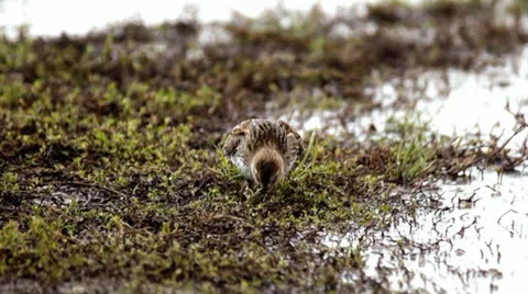 Little stint Stock Footage 35599271