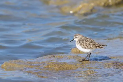 A Little Stint standing in the water at the beach Stock Photos
