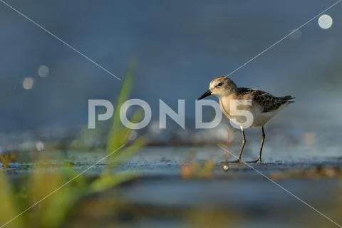 Little Stints (Calidris minuta) wading in shallow water with beautiful blue b Stock Photos