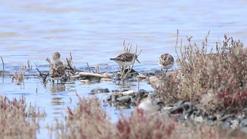 Little Stints Foraging in Shallow Water, Akrotiri Salt Lake, Cyprus - 4K Stock Footage 333479298