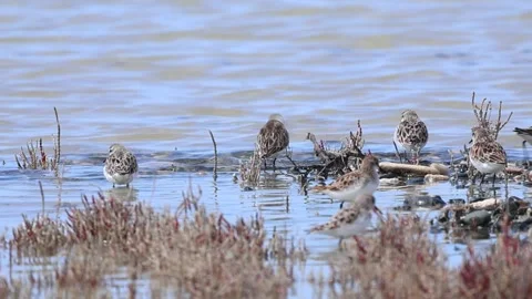 Little Stints Foraging in Shallow Water, Akrotiri Salt Lake, Cyprus - 4K Stock-Footage 333479311