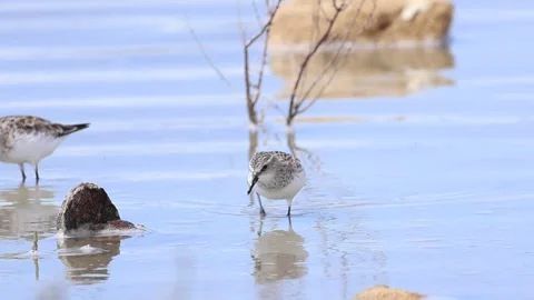 Little Stints Foraging in Shallow Water, Akrotiri Salt Lake, Cyprus - 4K Stock-Footage 333479331