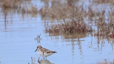 Little Stints Foraging in Shallow Water, Akrotiri Salt Lake, Cyprus - 4K Stock-Footage 333479364