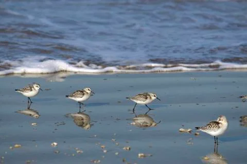 Little stints at the seaside Stock Photos