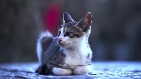 Little stray kitten sitting on stone floor looking around curiously against soft Stock Footage 345655705