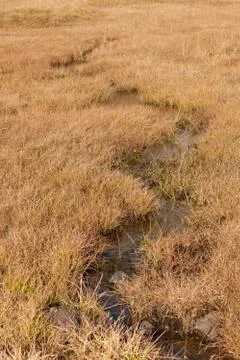 Little stream flows long an alpine meadow in Dolomites Stock Photos