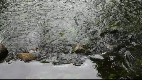 Little stream. Stock Footage 11360077