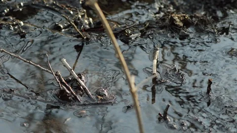 Little stream Stock Footage 89696358