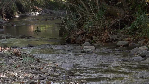 Little Stream In The Forest 2 Stock Footage 128978803