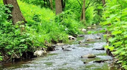 Little stream in the forest Stock Footage 24347549