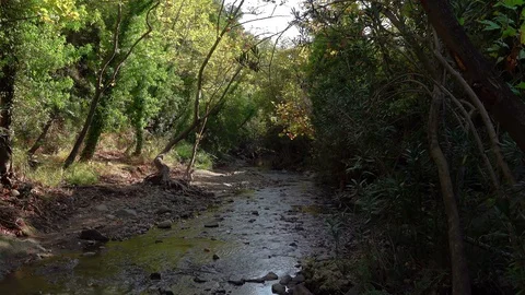 Little Stream In The Forest Stock Footage 128979929