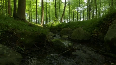 Little stream in the forest; Germany Stock Footage 264390048