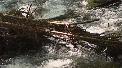 Little stream in the forest running fast through stones Stock Footage 138082531