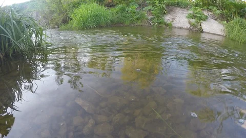 Little stream on sunny day Stock Footage 89912866
