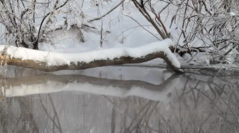 Little stream in winter forest Stock Footage 1068329