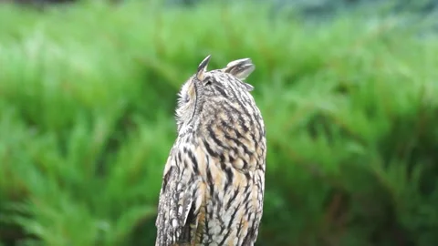 Little surprised owl Video stock 107852219