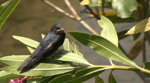 Little swallow 库存影片 7741857