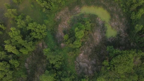 Little swamp Stock Footage 314084689