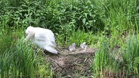 Little swans Video stock 132360525