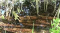 Little swarm flies at a pond HD Footage