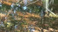 Little swarm flies at a pond in slow motion HD Footage