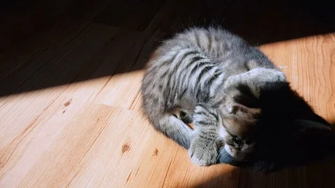 Little tabby cat playing in the sunlight on the floor Stock Footage 103690011