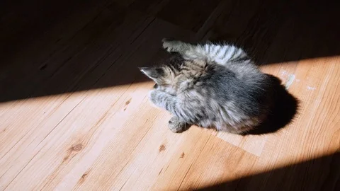 Little tabby cat playing in the sunlight on the floor Stock Footage 103690042
