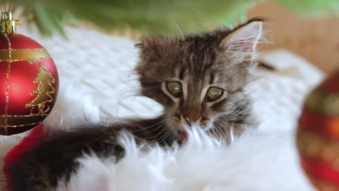 Little tabby kitten in a Christmas Stock Video Pond5