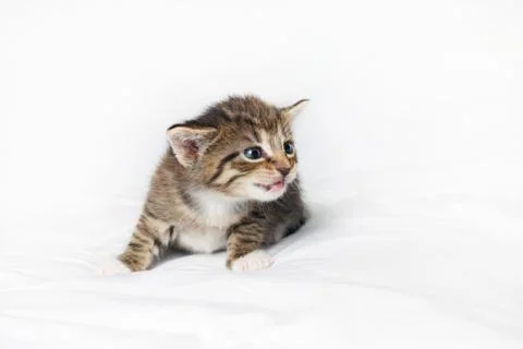 Little tabby kitten Stock Photos