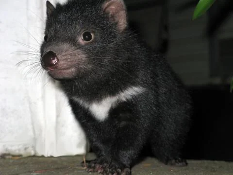Little Tasmanian Devil Stock Photos