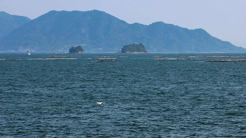 Little Tern Diving into Seto Inland Sea for Its Chicks in Midsummer, 4K Stock Footage 340802839