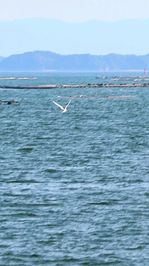 Little Tern Diving into Seto Inland Sea for Its Chicks in Midsummer, Vertical Stock Footage 340802845