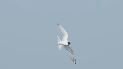 Little Tern diving into the water Stock Footage 338079024