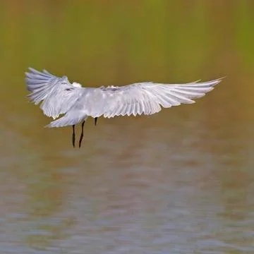 Little tern Stock Photos